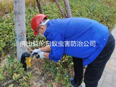 新圩镇社区绿化消杀白蚁