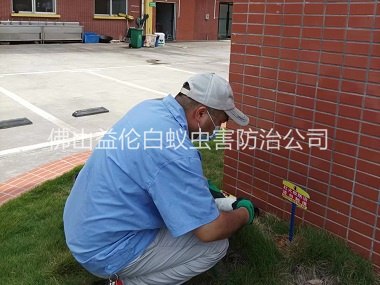 明城杀灭红火蚁工程