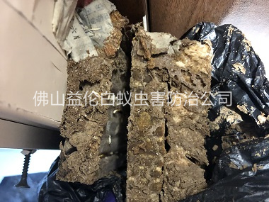 新圩白蚁巢灭治工程