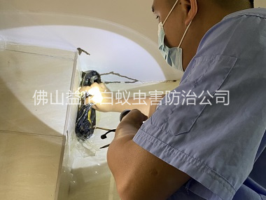 富湾房屋治白蚁工程