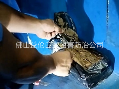 更楼白蚁侵害防治工程